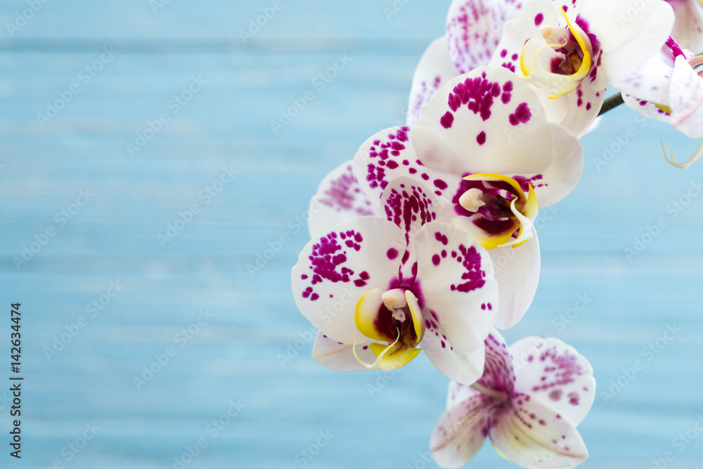 Phalaenopsis orchid; flower branch with buds