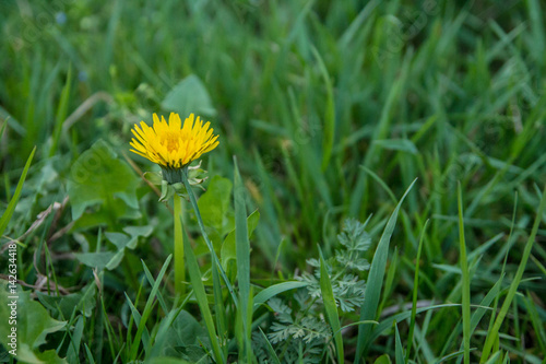 fiore giallo photo