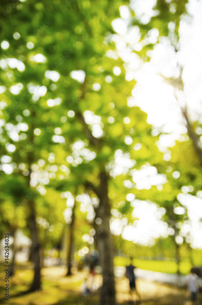 Obraz premium Nature green bokeh from tree background