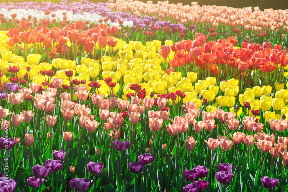 Tulips blooming flowers field, green grass lawn in beautiful spr