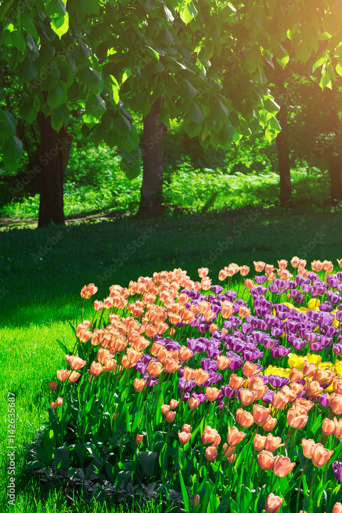 Tulips blooming flowers field, green grass lawn in beautiful spring garden. In the backlight warm sunbeam light. Springtime concept.