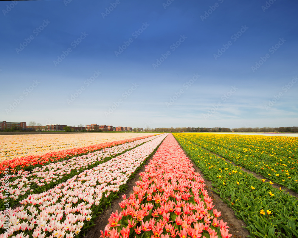 Dutch Tulip field