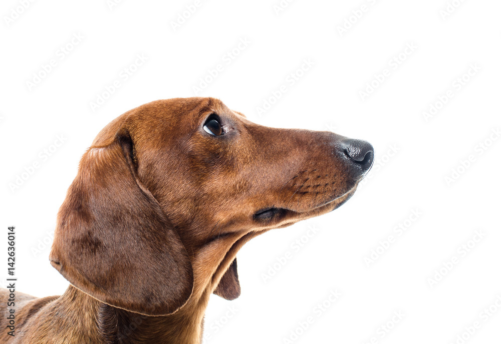 short red Dachshund Dog, hunting dog, isolated over white background