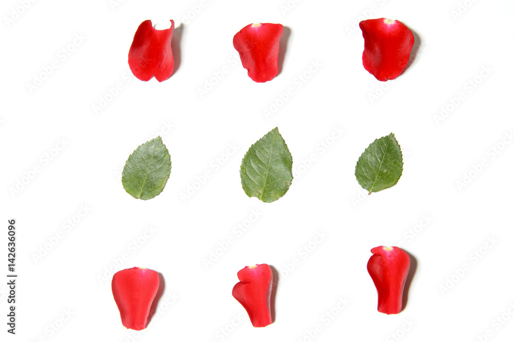 closeup of rose patels, isolated on white background closeup of rose patels, isolated on white background