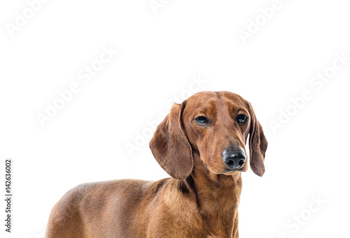 short red Dachshund Dog, hunting dog, isolated over white background © Sergey