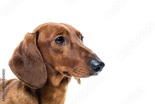 short red Dachshund Dog  hunting dog  isolated over white background
