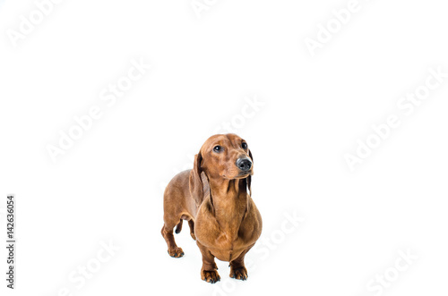 short red Dachshund Dog  hunting dog  isolated over white background