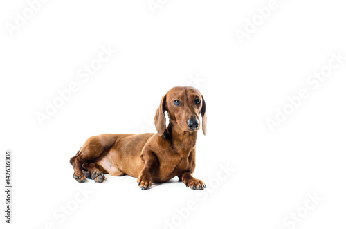 short red Dachshund Dog  hunting dog  isolated over white background