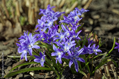 Close Up of spring flowers Chionodoxa luciliae  glory-of-the-snow