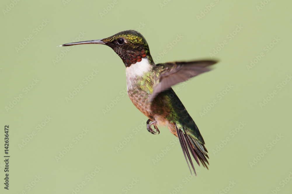 Fototapeta premium Ruby-throated Hummingbird (archilochus colubris)