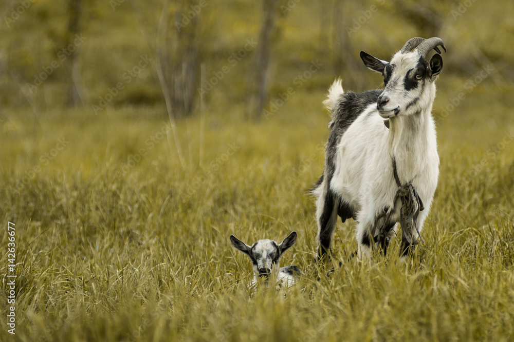 Naklejka premium goat kid green grass pasture White black