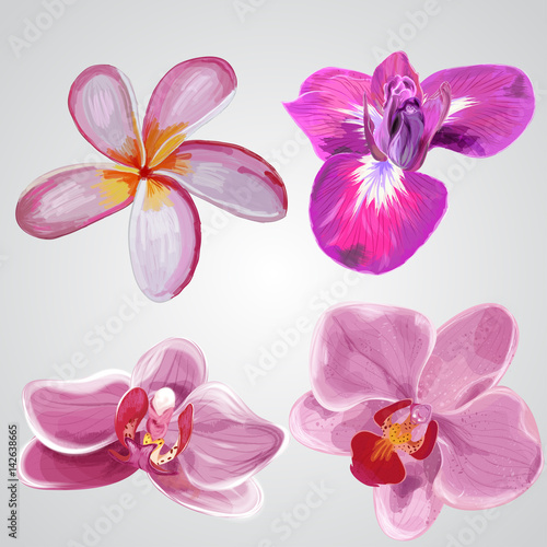 Set of flowers. Plumeria,iris, orchid. Vector