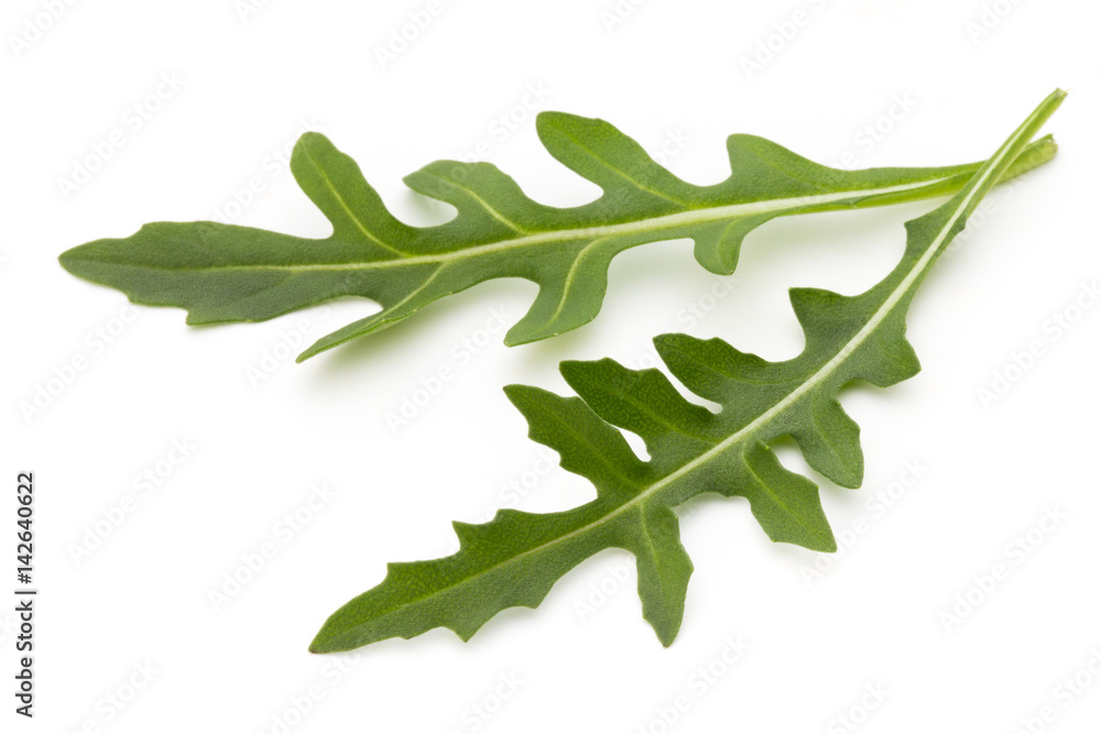 Close up studio shot of green fresh rucola isolated on white background. Close up studio shot of green fresh rucola isolated on white background.