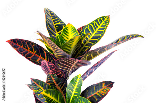 Colorful growing croton homeplant on a white background.