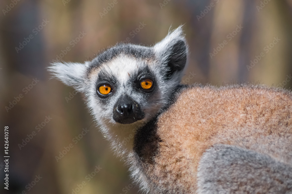 Fototapeta premium Im Blick