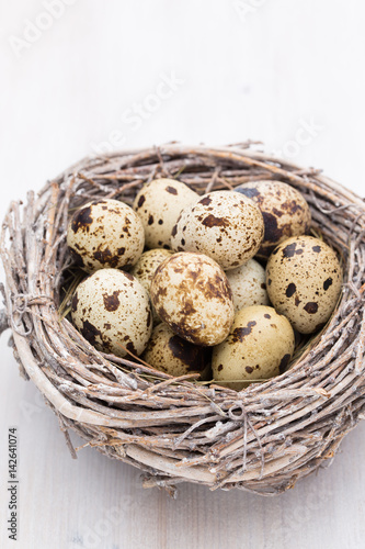 Quail eggs of birds nest. Easter composition.