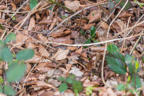 Cute mouse in its natural habitat a forest with green and brown leaves © Luca