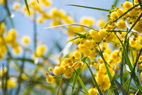 Blossoming of mimosa tree (Acacia pycnantha,  golden wattle) close up in spring, bright yellow flowers, coojong, golden wreath wattle, orange wattle, blue-leafed wattle, acacia saligna