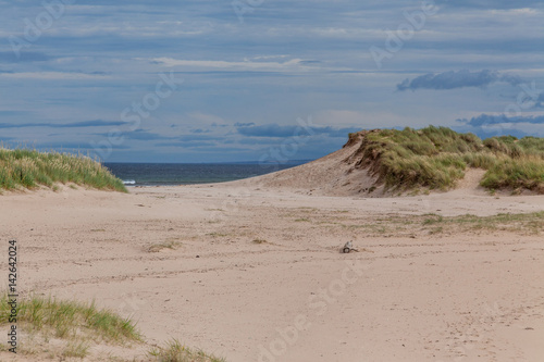 a sandy beach with dunes and grass