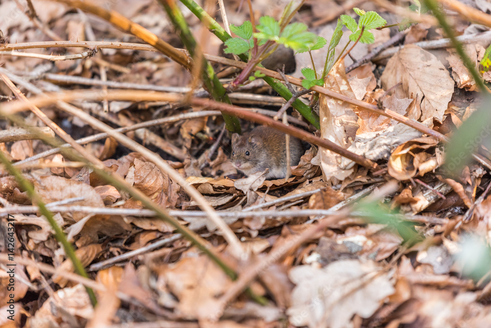 Cute mouse in its natural habitat a forest with green and brown leaves Cute mouse in its natural habitat a forest with green and brown leaves