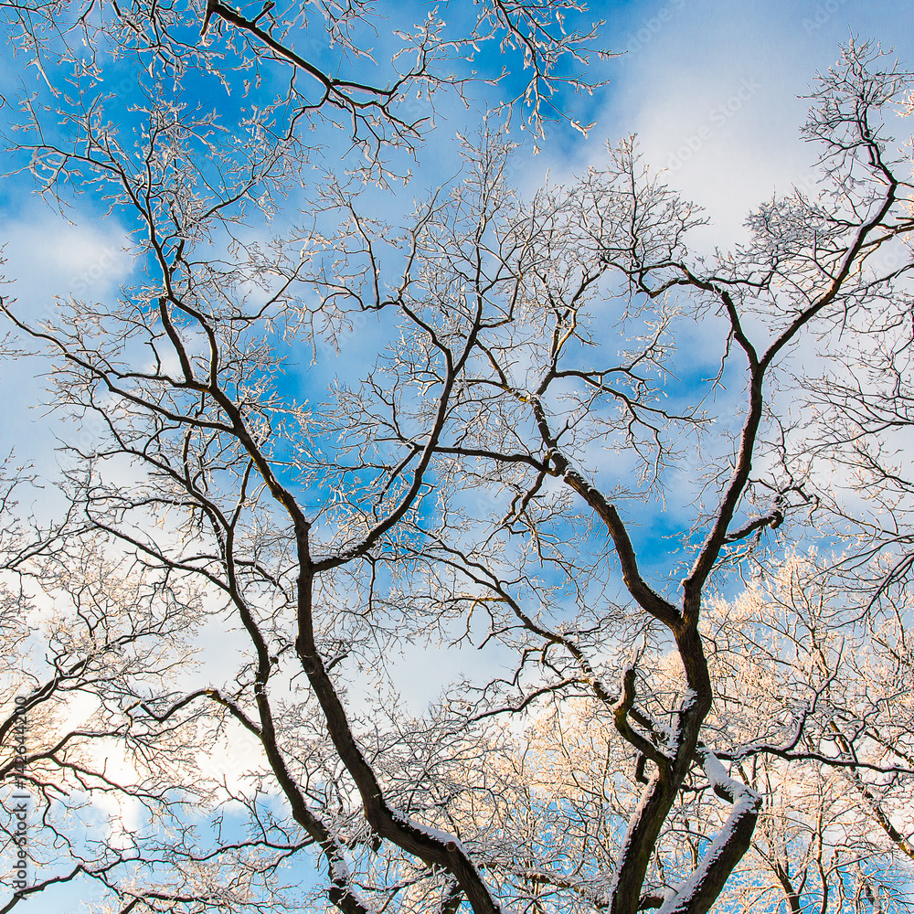 Tops of trees against the background of the blue sky in sunny, winter day Tops of trees against the background of the blue sky in sunny, winter day