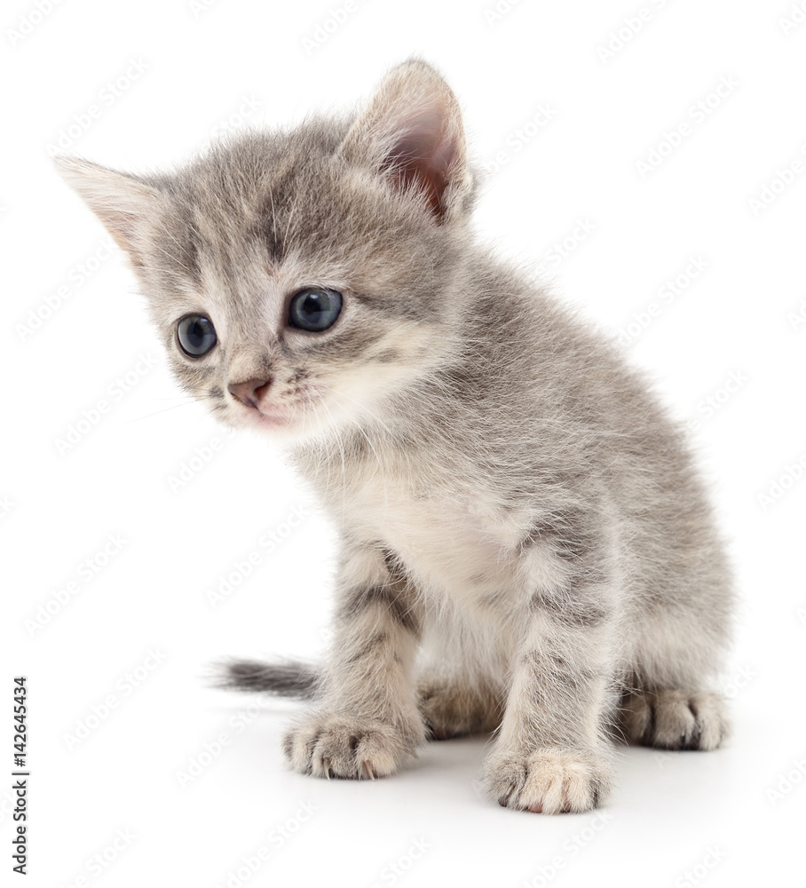 Obraz premium Small gray kitten.