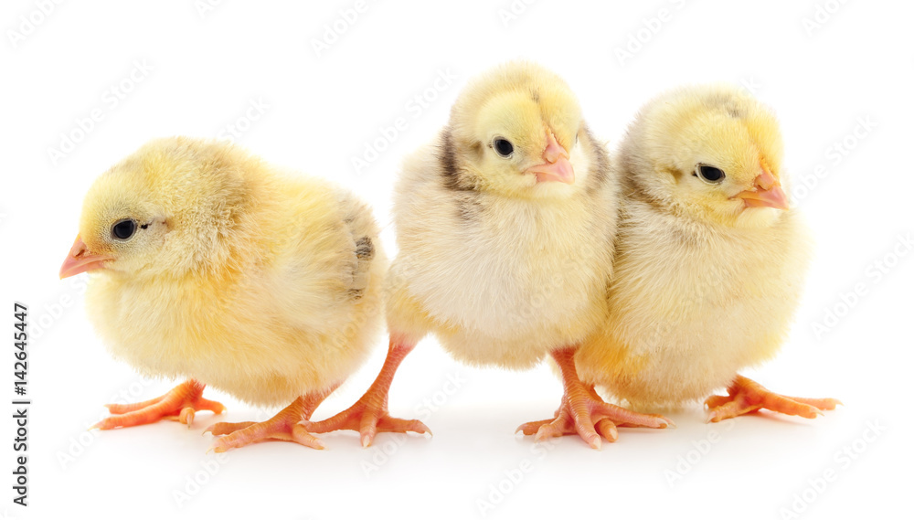 Three yellow chickens. Three yellow chickens.