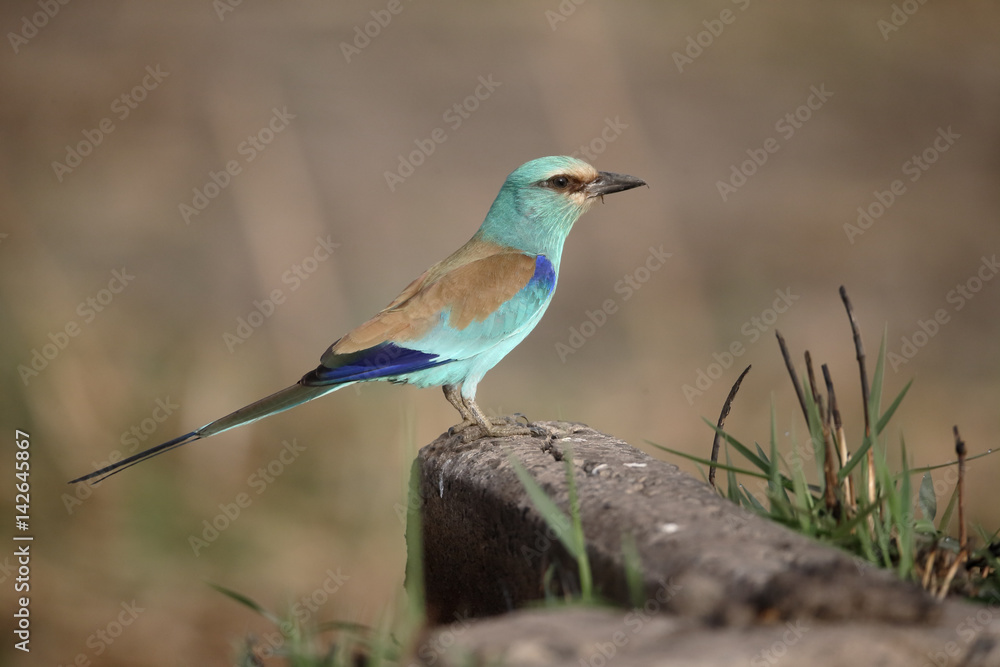 Abyssinian Roller, Coracias abyssinica