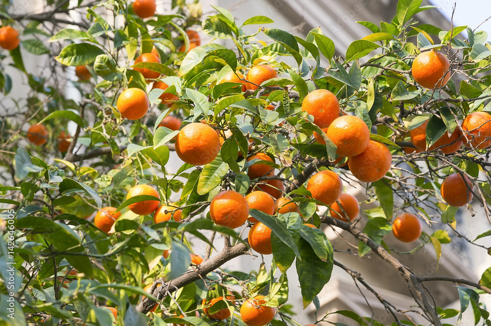 Bright orange tangerines on a tree