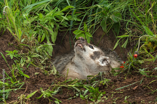 North American Badger (Taxidea taxus) Looks Up Out of Den