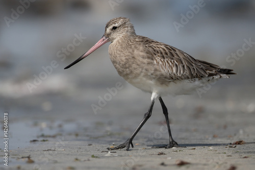 Bar-tailed godwit, Limosa lapponica