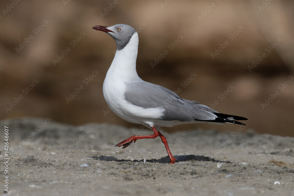 Naklejka premium Grey-headed gull, Larus cirrocephalus
