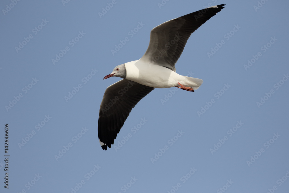 Grey-headed gull, Larus cirrocephalus Grey-headed gull, Larus cirrocephalus