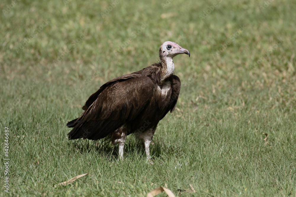 Fototapeta premium Hooded vulture, Necrosyrtes monachus
