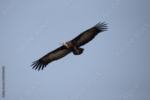 Hooded vulture, Necrosyrtes monachus © Erni