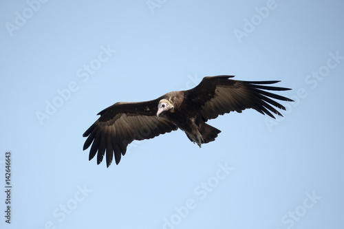 Hooded vulture, Necrosyrtes monachus