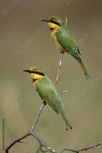 Little bee-eater, Merops pusillus