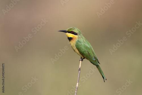 Little bee-eater, Merops pusillus © Erni
