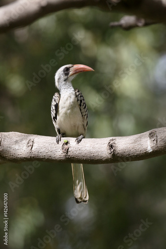 Red-billed hornbill, Tockus erythrorhynchus