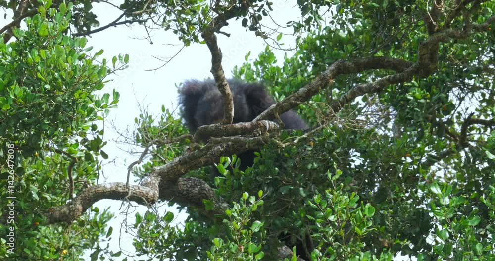 Rare endangered animal species in wild nature. Sloth Bear in Yala national park and forest reserve. Melursus Ursinus climbing on tree Rare endangered animal species in wild nature. Sloth Bear in Yala national park and forest reserve. Melursus Ursinus climbing on tree