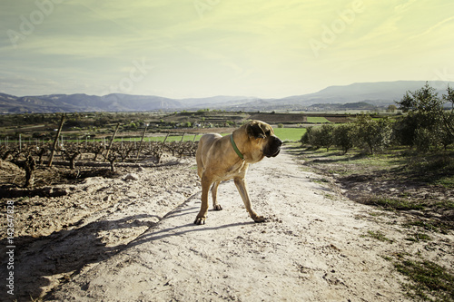 Dog fila brasileiro