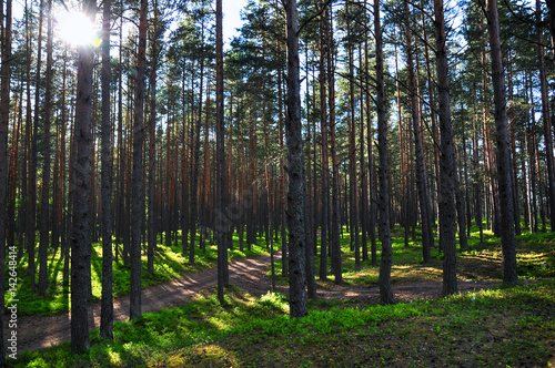 Forest canopy landscape. Bright sun and shadows of trees