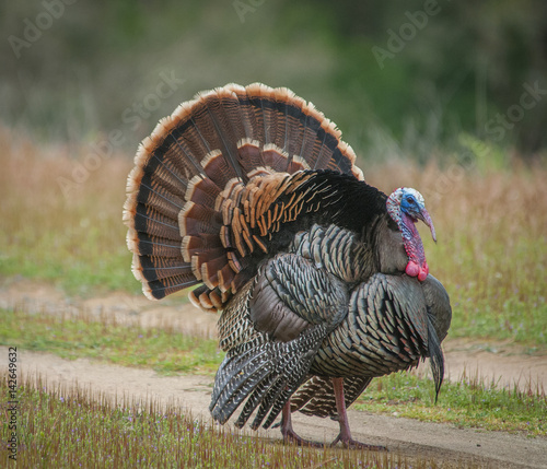 Strutting Male Turkey