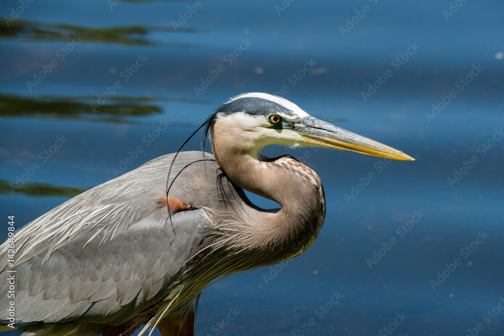 Fototapeta premium Great blue heron