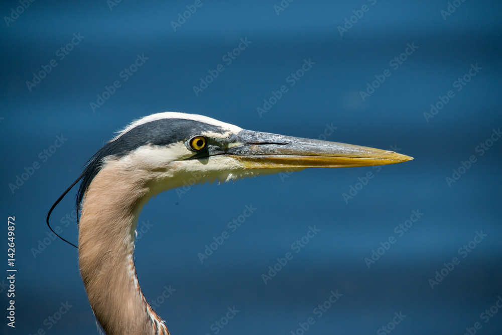 Great blue heron