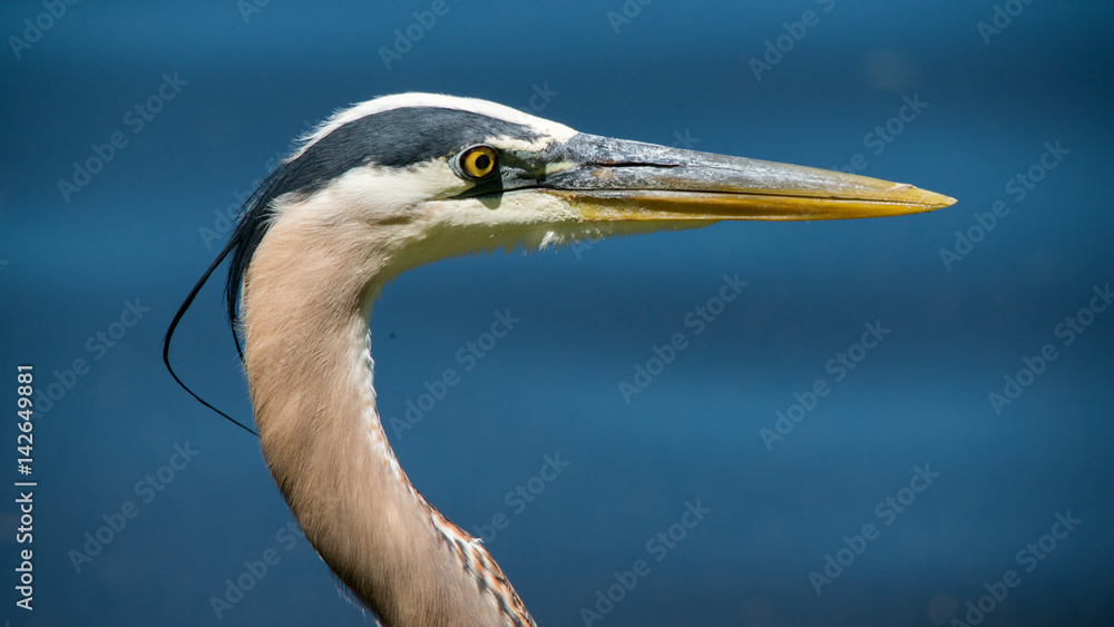 Great blue heron Great blue heron