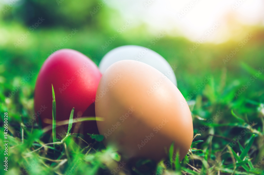 Fototapeta premium Easter eggs on green grass. Spring holidays concept