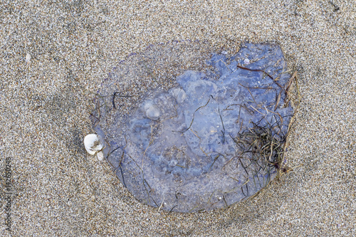 Jellyfish on sand 2