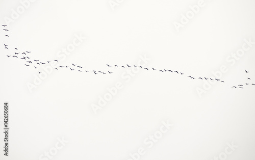 Birds line 2