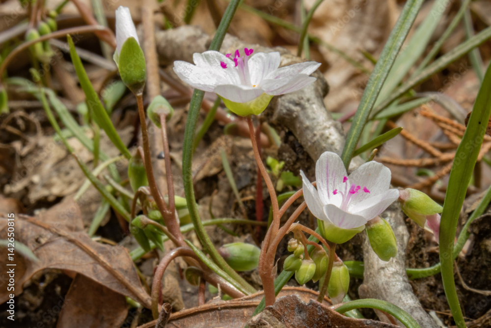 Spring Beauty Wildflower Closeup Spring Beauty Wildflower Closeup